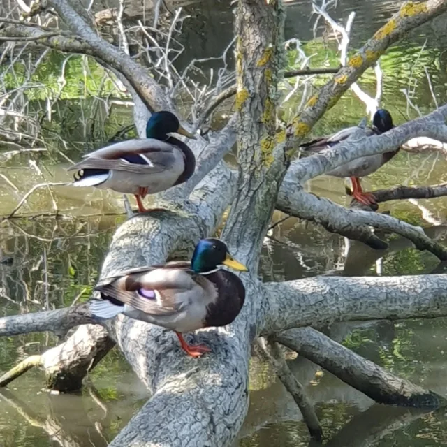 Amis randonneurs, la Baule et ses alentours réservent de belles surprises...🪶
Un vrai moment de quiétude,  apprécions ces petits moments 😍🧘